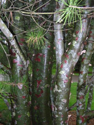 Lacebark Pine tree trunks